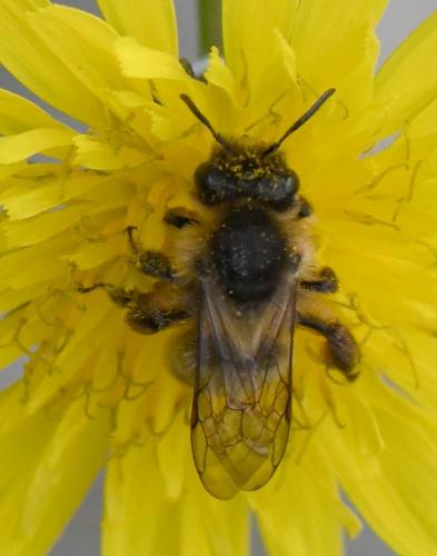 Andrena sp.